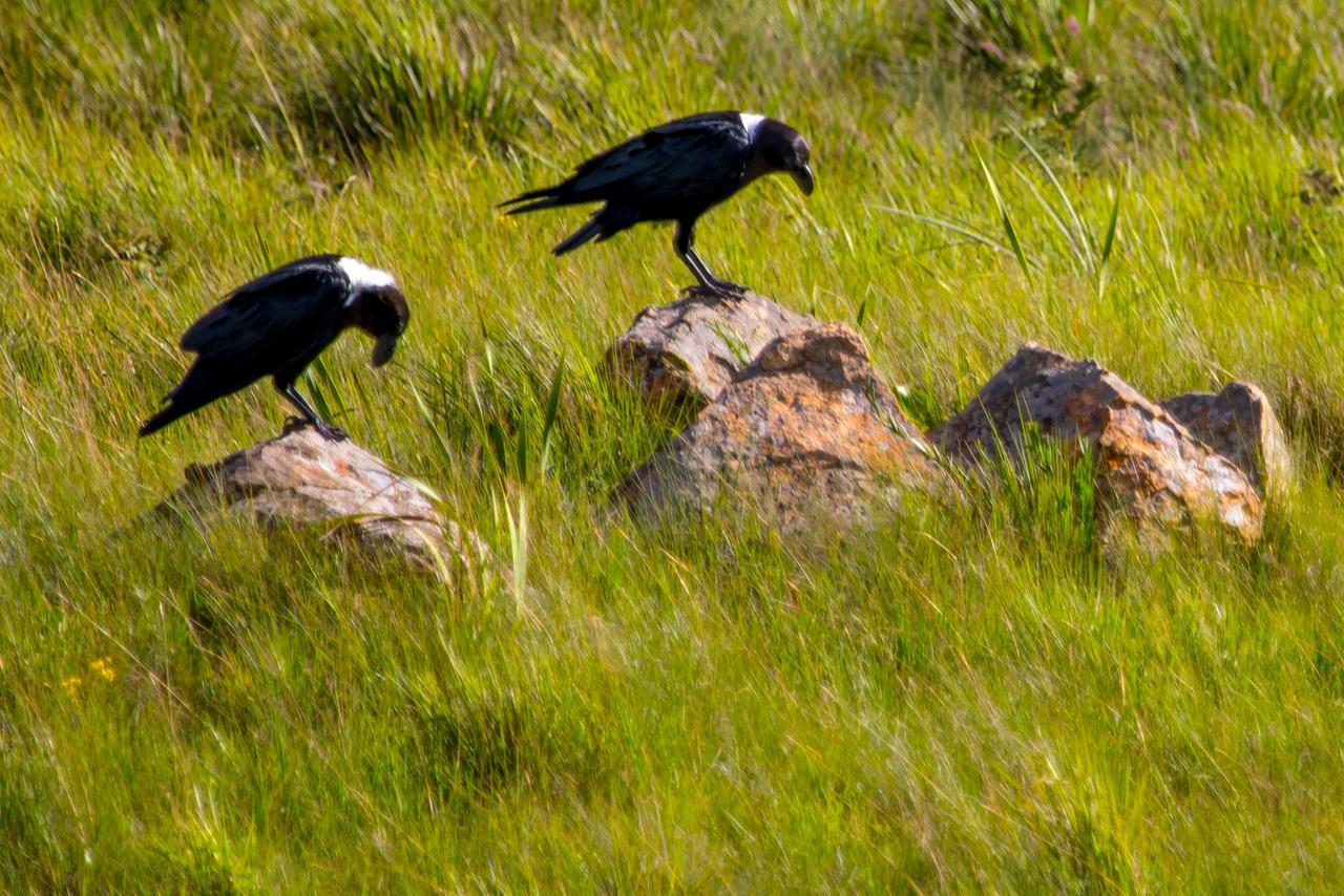 Greenfire Drakensberg Lodge Bonjaneni Kültér fotó